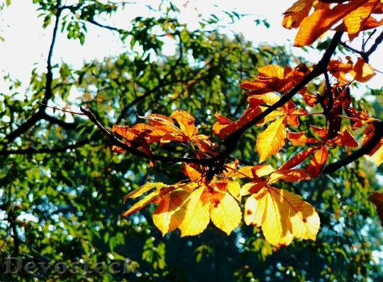 Devostock Maple Leaf Beech Leaves 8