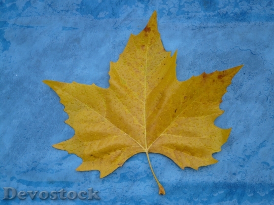 Devostock Maple Leaf Edge Jagged 1