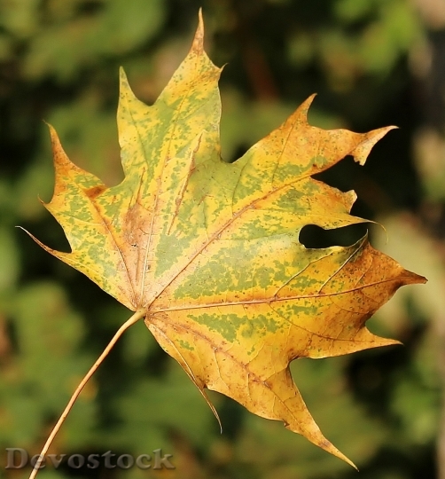 Devostock Maple Leaf Leaf Autumn