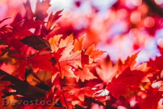 Devostock Maple Leaf Leaves Leaf