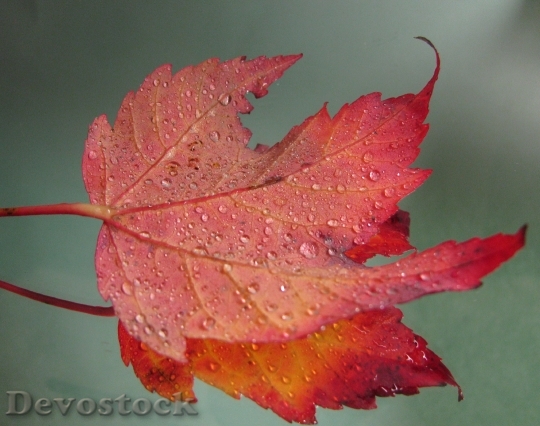 Devostock Maple Leaf Leaves Maple
