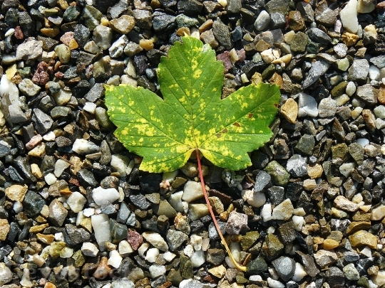 Devostock Maple Leaf Maple Nature