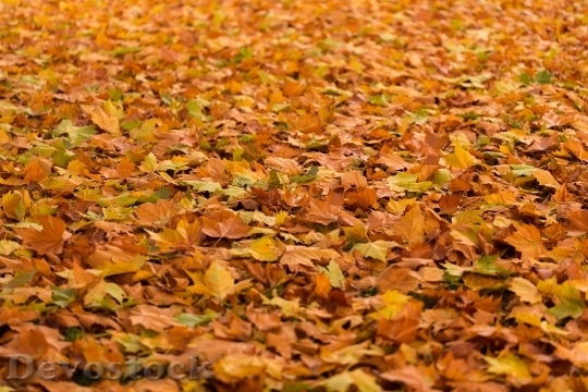 Devostock Maple Leaves Acer Ground