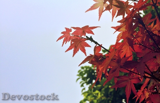 Devostock Maple Leaves Autumn Film