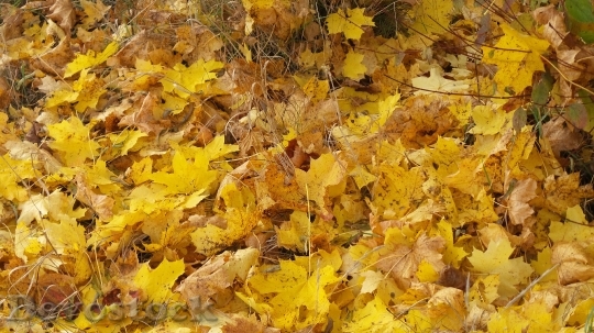 Devostock Maple Leaves Autumn Leaves