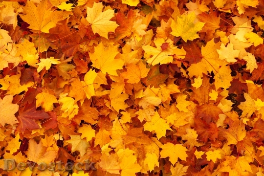 Devostock Maple Leaves Background