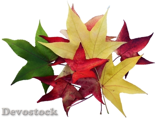 Devostock Maple Leaves Colorful Collect