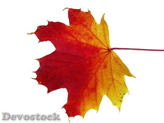 Devostock Maple Leaves Emerge Autumn 0