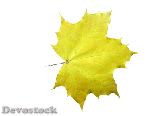 Devostock Maple Leaves Emerge Autumn