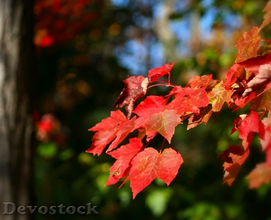 Devostock Maple Leaves Fall Autumn
