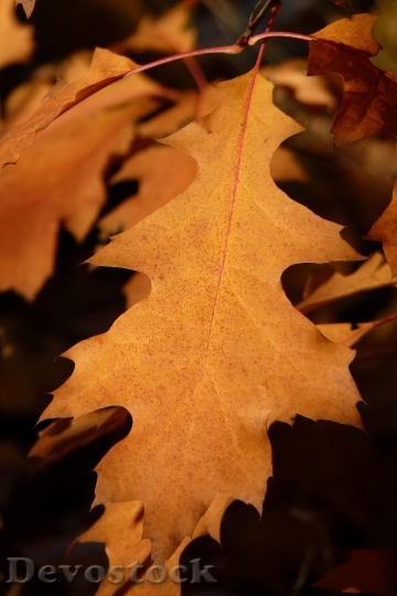 Devostock Maple Leaves Leaf Autumn