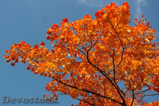 Devostock Maple Leaves Leaves Autumn 2