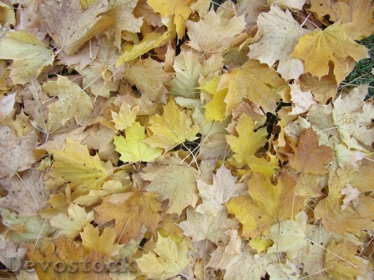 Devostock Maple Leaves Leaves Autumn 4