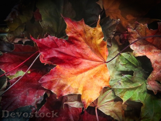 Devostock Maple Leaves Leaves Autumn 5