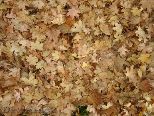 Devostock Maple Leaves Leaves Autumn