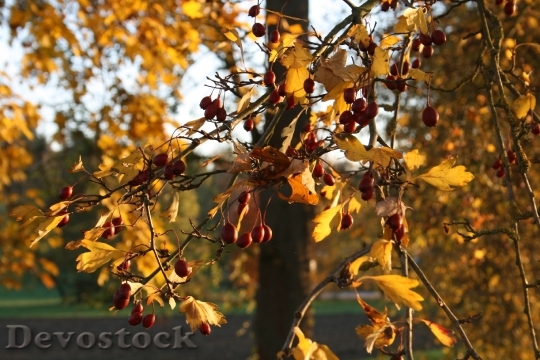 Devostock Maple Leaves Leaves Maple