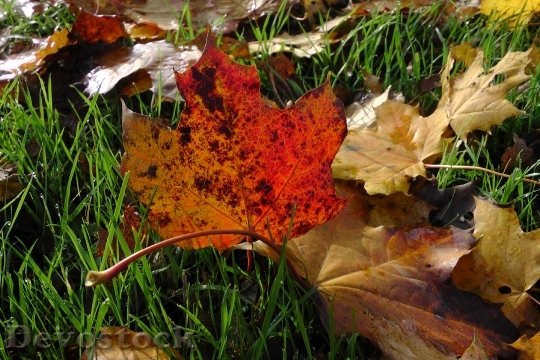 Devostock Maple Leaves Maple Autumn 0