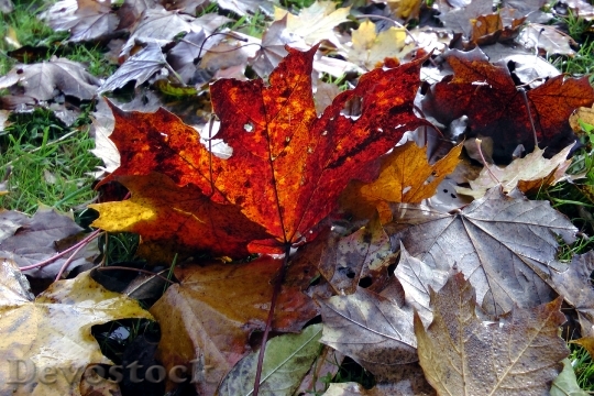 Devostock Maple Leaves Maple Autumn 1