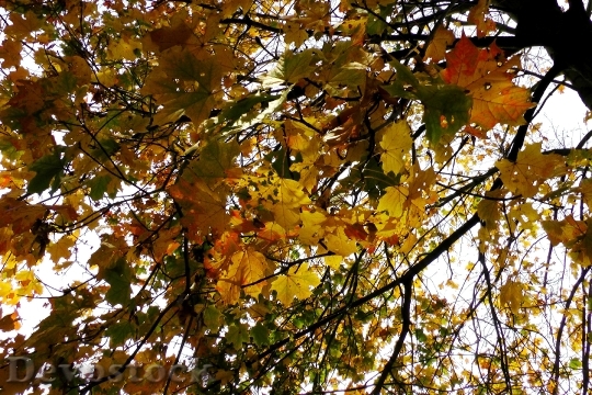 Devostock Maple Leaves Maple Autumn