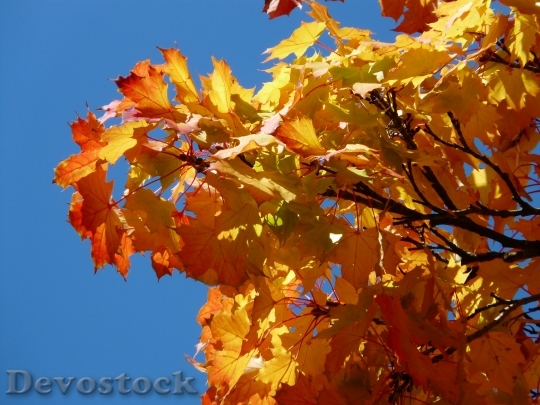 Devostock Maple Leaves Maple Fall 0