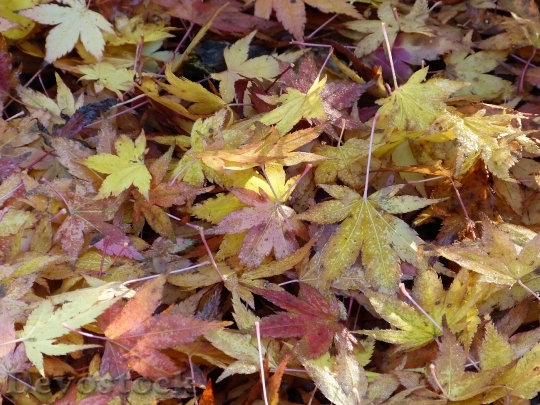 Devostock Maple Leaves Nature Autumn