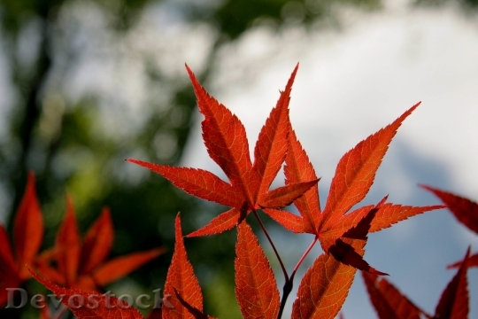 Devostock Maple Leaves Red Fall