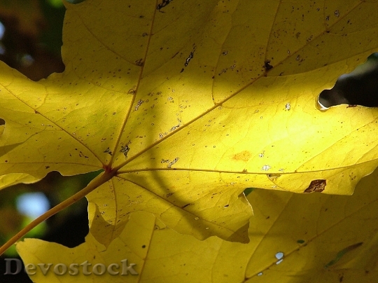 Devostock Maple Leaves Yellow Autumn