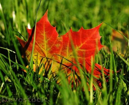Devostock Maple Maple Leaf Autumn 0