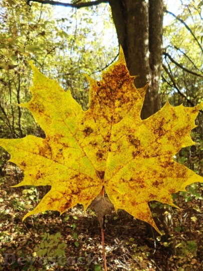 Devostock Maple Sheet Branch Autumn