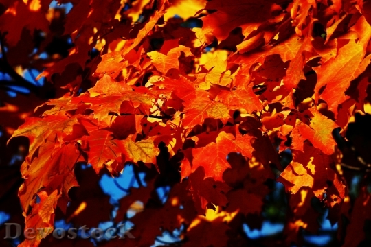Devostock Maple Tree Autumn Fall