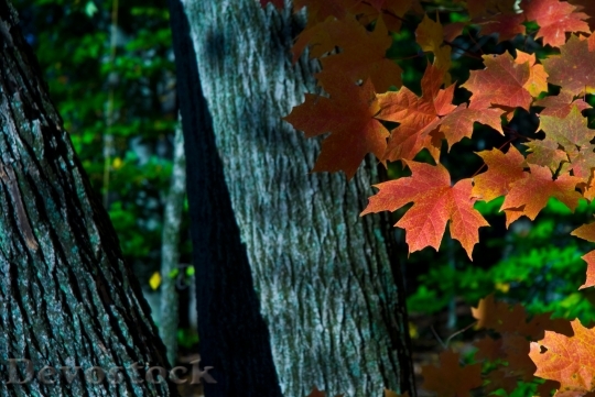 Devostock Maple Tree Autumn Leaves