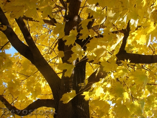 Devostock Maple Tree Fall Autumn