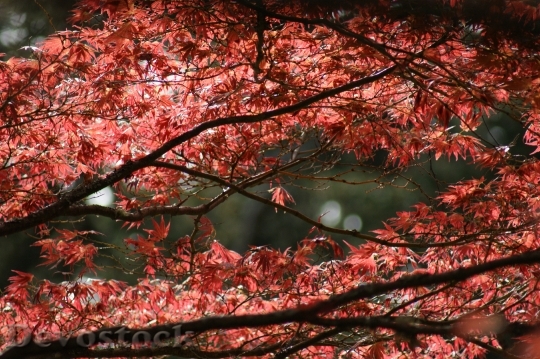 Devostock Maple Tree Tree Autumn 0