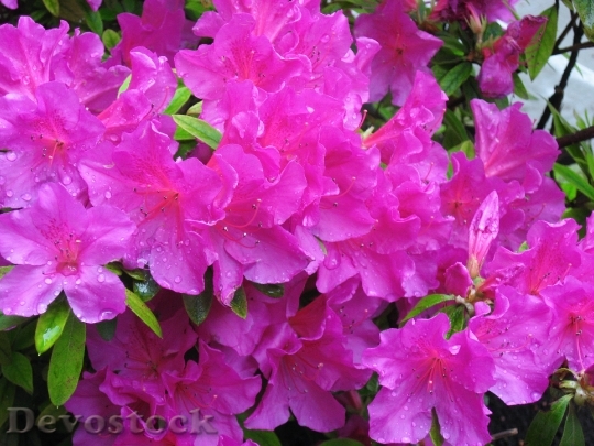 Devostock May Azalea Pink Flowers