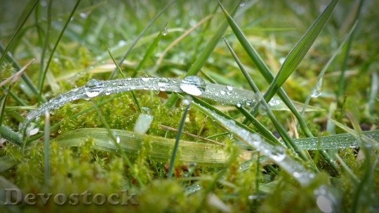 Devostock Morgentau Drip Dewdrop Grass