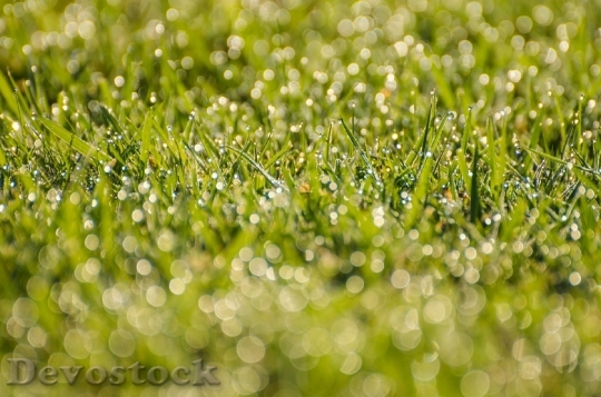Devostock Morning Dew Grass Water 0