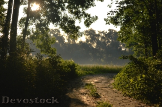 Devostock Morning Forest Nature Sun