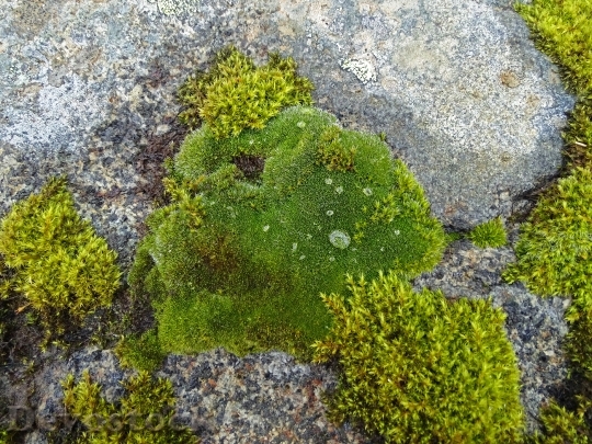 Devostock Moss Drop Water Stone
