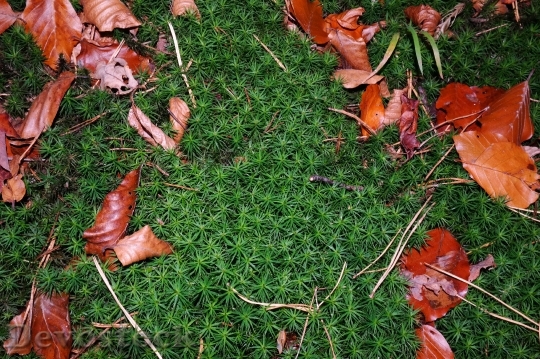 Devostock Moss Fall Foliage Green