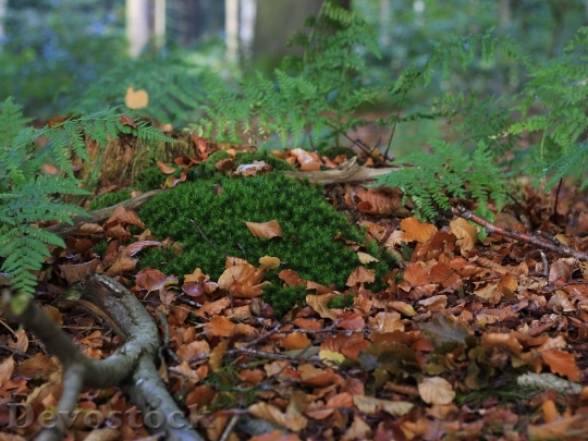 Devostock Moss Forest Floor Nature