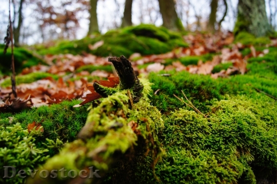 Devostock Moss Green Autumn Leaves 0