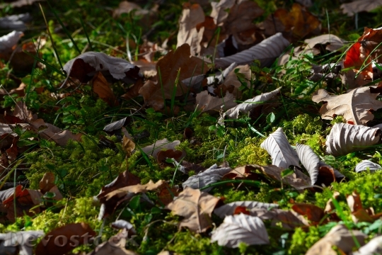 Devostock Moss Leaves Meadow Nature