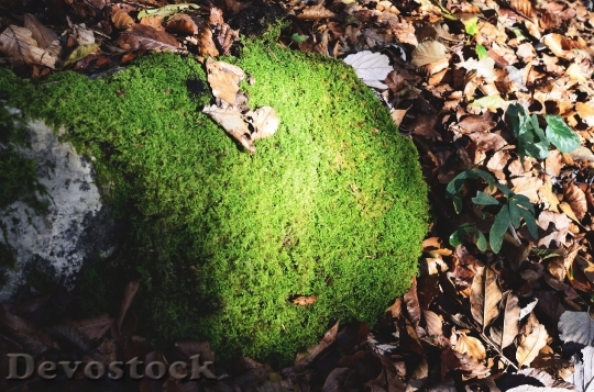 Devostock Moss Leaves Nature Forest