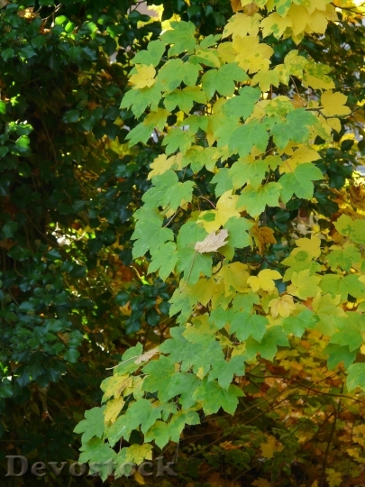 Devostock Mountain Maple Leaves Fall