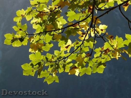 Devostock Mountain Maple Leaves Green 0