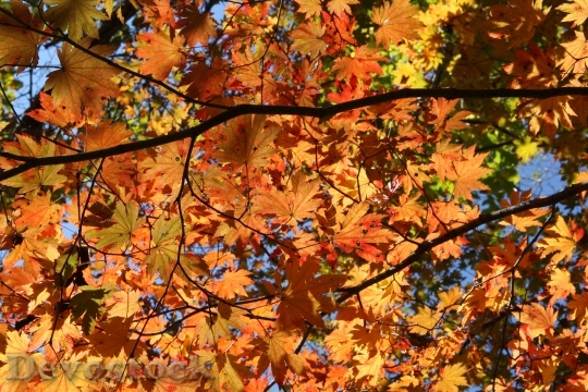 Devostock Mt Seoraksan Fall Foliage 0