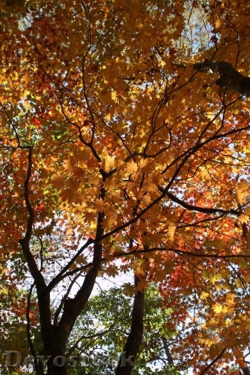 Devostock Mt Seoraksan Fall Foliage