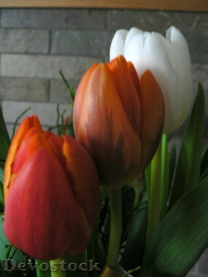 Devostock Multi Colored Tulips