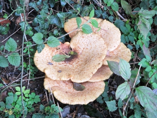 Devostock Mushroom Autumn Forest Plant