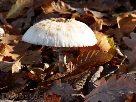 Devostock Mushroom Forest Autumn Nature 2